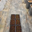 정우농원 | 정우농원 블루베리 삽목일지 1