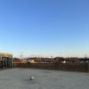 개들랜드 이미지