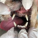 피그랑동물병원 | 강아지 스케일링/양성 종양, 결석 제거 수술 후기_과잉 진료 없고, 정확한 부천 옥길동 치즈 동물 병원