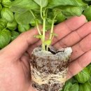 (봄맞이) 홈가드닝 이미지