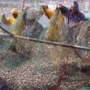 명품수산물(월드) | 부산 기장군 멸치 축제 가성비 여행 가이드