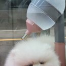 부산양정동우체국 | 강아지분양 부산 부산진구 양정동 뭉치 위치 가격 후기