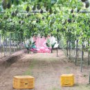 우리두리농장 이미지