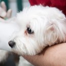 클리어동물병원 이미지