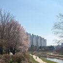 수완호수공원 | 광산구 봄나들이 추천 🌸 수완호수공원 벚꽃 산책길 (강아지 산책 가능)