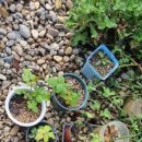 앵두목장 이미지