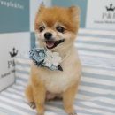 효진동물병원 이미지