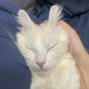 낭만고양이(강서점) 이미지