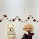 멍티댕티