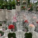 중도매인1호 이미지