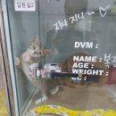 행복한고양이동물병원 이미지