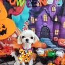 콩이 애견샵 이미지