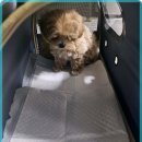 멍벤져스 이미지