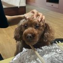 어부지리회식당 | 강릉 애견동반 식당 내돈내산 후기 고씨네동해막국수 강릉커피빵 감자아이스크림 어부지리 회포장