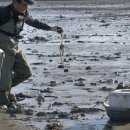 갯벌낙지 이미지