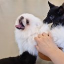 다시사랑받개 이미지