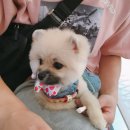 리얼허브애견카페 이미지