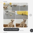 마조르댕 | 천안 성정동 애견유치원 [마조르댕] 유치원 등원 후기