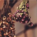 메종드비 이미지