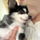 둥둥펫살롱 이미지