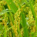 황금들녁 이미지