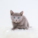 블루켄넬 | 군위러시안블루분양 처음부터 끝까지 기분 좋게