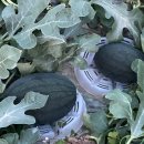 은형농장 이미지