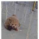 러브애견 이미지