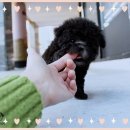 제주 강아지분양 애견샵 요미독 제주점 | 남원토이푸들분양 완전 성공적 후기