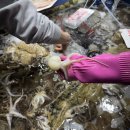 십자로 | 화성 궁평항 수산시장 알쭈꾸미 1kg 시세 🐟 내돈내산 ‘진주네’ 후기 | 새조개 샤브샤브 가격