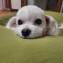 공항 가까운 전원주택 펫시터 이미지