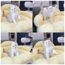 미유펫 강아지분양고양이분양 김포점 네이버블로그