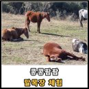 제주밭담숲치유농장 | 콩콩팜팜 말 목장 농장 제주 마레숲 체험 프로그램 정보