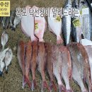 3월 27일, 자연산회(감성돔,참돔,광어,삼치,쥐치), 160미 참조기, 풀치, 자랭이병어, 참돔, 아귀, 민어, 농어, 눈볼대, 참조 이미지