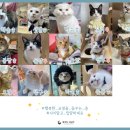 꿈냥꿈냥 이미지