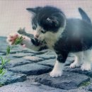 ITQ 정보기술자격 엑셀 이미지