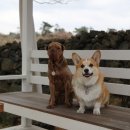 똘내미집 이미지