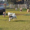 댕굴댕굴 반려견 유치원 | #익산애견유치원 #멍캐슬 가을맞이 가을운동회 다녀온 멍생이들이예요 ☆