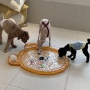 바나개 애견유치원 호텔 이미지