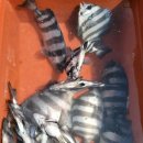 바다의 신 | 바다의신 과 함께 떠나는 여서도 돌돔출조