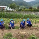 하동군고전면성천보건진료소 | ‘텃밭가꾸기’ 사업 첫 수확 친환경 감자 지역아동센터 전달