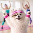 도그헬퍼 이미지