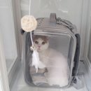 원 반려동물 미용실 이미지