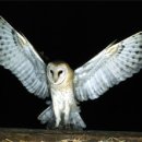 미네르바 이미지