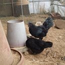 연산농장 이미지