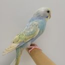 레인보우 앵무 이미지