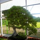 선바위(분재전시관) 이미지