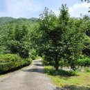 느티나무민박2 이미지