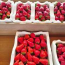 현농장 | 충북 청주 딸기 딸기농장 꿀맛딸기농원 후기｜킹스베리·비타킹 대과딸기 직판 + 좌구산 나들이 코스 추천