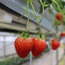 도현이네 농장 이미지